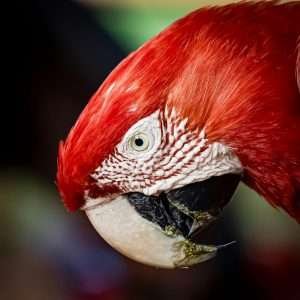 Vivid close-up of a red macaw bird showcasing its vibrant feathers and unique features in Bonito, Brazil.