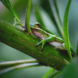 Green tree frog peacefully resting on a vibrant leaf, showcasing its natural habitat and striking appearance.
